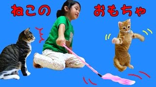 我が家の子猫☆ルイ君とくるみちゃんと遊ぼう！いろんな猫のおもちゃ♪himawariCH [upl. by Ekaj]