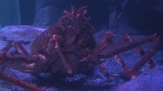 Red King Crab Paralithodes camtschaticus  Crustacean [upl. by Ahsinej841]