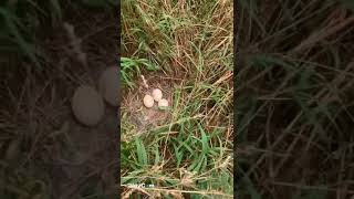 Peacock eggs ನವಿಲಿನ ಮೊಟ್ಟೆ [upl. by Fadas]