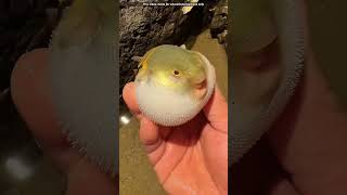 This is Puffer Fish 🐠shortvideo [upl. by Ahsiem]