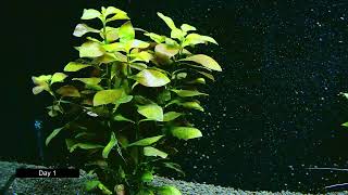 Ludwigia Repens Growth Timelapse 20 Days [upl. by Hortense245]