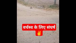 वर्चस्व के लिए संघर्ष ✌️ shorts funny knowledge [upl. by Lachus]