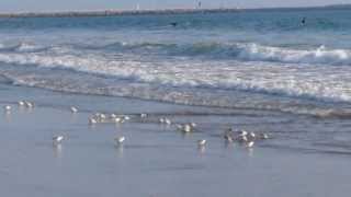 Tiny Sandpipers Scurrying along the Pacific Ocean Venice Beach California Too Cute [upl. by Noella]