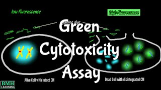 Green Cytotoxicity Assay  CellTox GCA Assay [upl. by Mildred]