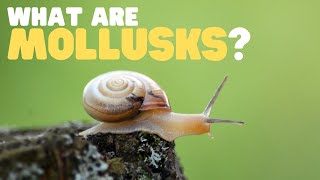 What Are Mollusks  Learn all about these land and sea dwellers [upl. by Dymoke]