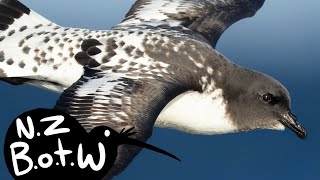 Cape petrel  New Zealand Bird of the Week [upl. by Dimphia]