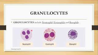 Granulocytes Topic 2 Cashirkii 1aad [upl. by Bencion]