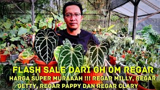 Flash Sale 8 Jan 24 Anthurium Koleksian langsung dari GH Om Regar di Ciwidey😍 [upl. by Laurel]