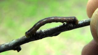 Geometrid Moth Caterpillar Geometridae [upl. by Kussell602]