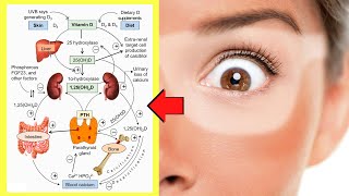 10 Most Common Vitamin D Myths  BUSTED [upl. by Vudimir]