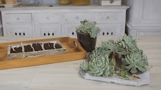 How to Grow amp Propagate Succulents from Cuttings [upl. by Jd]