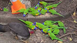 Lots of lorikeets And a brush turkey or two [upl. by Torto]