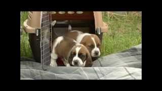 First Time Outdoors 26 Day Old Basset Hound Puppies [upl. by Idram267]