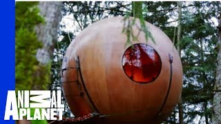 Free Spirit Spheres  Ultimate Treehouses [upl. by Noteek]