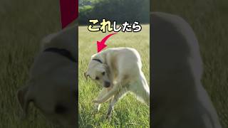 犬が尻尾を追いかける理由がヤバい [upl. by Markland]