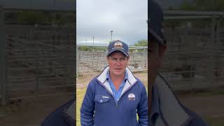 Wagga Wagga Sheep amp Lamb Market Report 26th September 2024 [upl. by Rodmur]