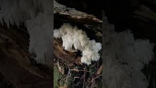 Stunning 🐻 head cluster fungi ecotherapy nature [upl. by Ettenay]