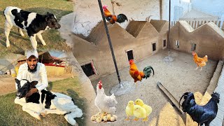 Hen Colony Main Hens Ko Shift Kr Dia 🥰  Cow Ny Cute Baby Dy Dia 😍 [upl. by Yeldarb918]