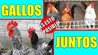 Como hago para q mis GALLOS esten Juntos [upl. by Musetta313]