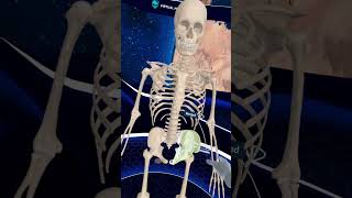 Let me borrow your Hipbone shorts medicalstudent vr anatomy humanbody [upl. by Nalloh]