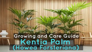 Kentia Palm Howea Forsteriana  Growing and Care Guide [upl. by Htebazileyram327]