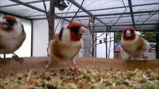 Stieglitz Zucht jilguero 2014birds goldfinch chardonneret [upl. by Kennie]