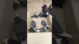 Melvisharam loft new pigeon please subscribe to my channel and like and comment new reelskabutar [upl. by Callan]