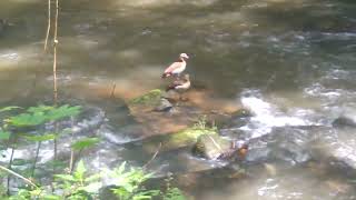 WP 20240604 002 Egyptian geese Countryside Germany  Erbach  Odenwald  Deutschland [upl. by Ahsital190]