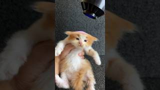 First time bath 😍 cute kitten 😻 cat kitten catlover kucinglucu [upl. by Boigie]