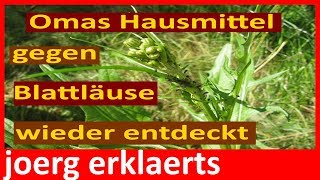 Omas Natur Hausmittel gegen Blattläuse bekämpfen Tutorial Video Nr114 [upl. by Tenneb730]