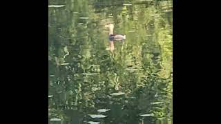 PiedBilled Grebe [upl. by Muir]