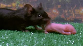 Baby mouse squeaks and rejoices at the new home Mouse Sounds [upl. by Kellsie]