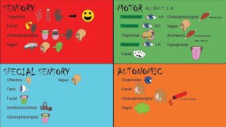 Cranial nerves 2 [upl. by Aikrahs]