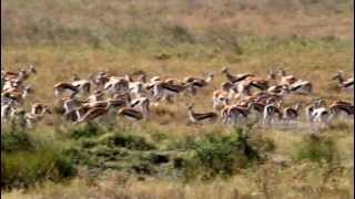 Lioness Hunting Gazelle  Africa  Tanzania  Serengeti  Morning Safari Game Drive [upl. by Franciskus231]