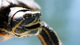 How to tell if your turtle is male or female  Red Eared Slider Male amp Female  Turtle Tips [upl. by Lednar868]