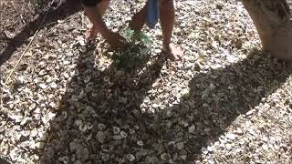 Gathering Some Oyster Shells For The Chickens [upl. by Binny]