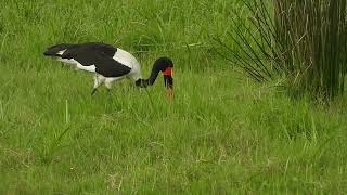 Ephippiorhynchus senegalensis  jaribú africano  saddle billed stork [upl. by Aniahs]