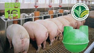 Nuôi lợn có bể biogas Lợi ích không ngờ  VTC16 [upl. by Beaner996]