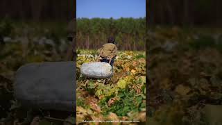 Pull wax gourd with wooden stick [upl. by Annij380]