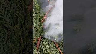 Taking a moment to breathe smoke cedar forestsounds [upl. by Boni]