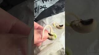 4490 Plant Life Cycle Seeds in a Ziplock Bag Blackeyed Beans Day 3 [upl. by Sevart535]