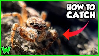 How to Catch Wild Jumping Spiders FULL GUIDE [upl. by Soinotna246]