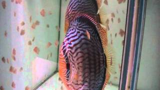 successful discus breeding part 2 [upl. by Ronel]