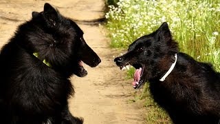 Belgian Groenendael Dog Attack [upl. by Rosemare]