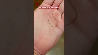 Horse hair worms youtubeshorts shorts information worms [upl. by Enilhtak]