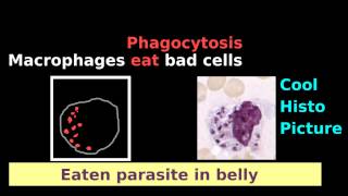 Macrophage Monocyte Dendritic Cell Easy Histology Phagocytosis Antigen [upl. by Omrellig35]