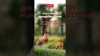 The most famous Hungarian dog breed 🐶 [upl. by Esihcoc]