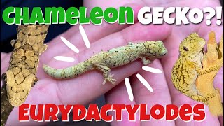 I BOUGHT CHAMELEON GECKOS UNBOXING and TANK SETUP Eurydactylodes [upl. by Allis922]