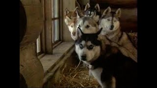 Disneys Snow Dogs Premiere Promo Disney Channel DISNP 55 Feb 23 2005 [upl. by Emelin]