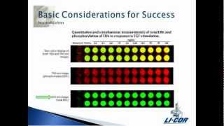 Introduction to InCell Western™ Assays from LICOR Use Odyssey® Imager and Cell Based Assays [upl. by Mudenihc]